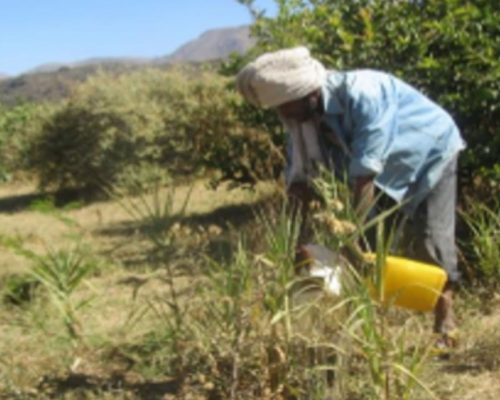 Proyecto Torrente para conservación de suelo y agua - Etiopia Utopia