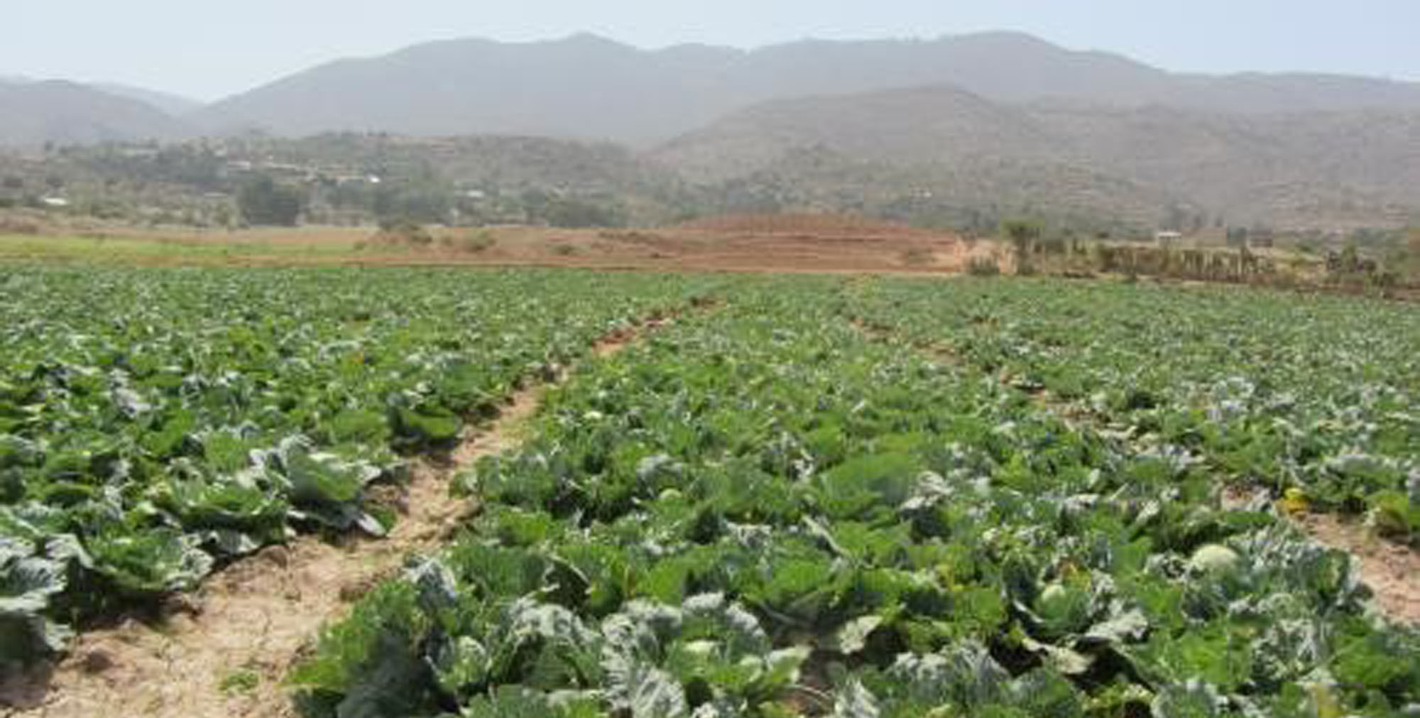 Proyecto Kainaberak para garantizar la seguridad alimentaria en Etiopia